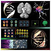 I codici del cervello. Immagini e Storie. Mostra per Neuroscienze scarl e Pharmaness. Parco Scientifico e Tecnologico della Sardegna